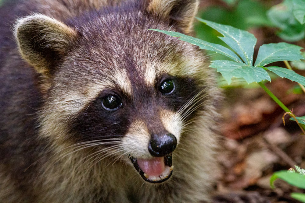 You are currently viewing Getting Rid of Pesky Raccoons and Squirrels from Your Property