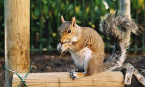 Read more about the article Expert Solutions for Squirrel and Rat Removal in Houston
